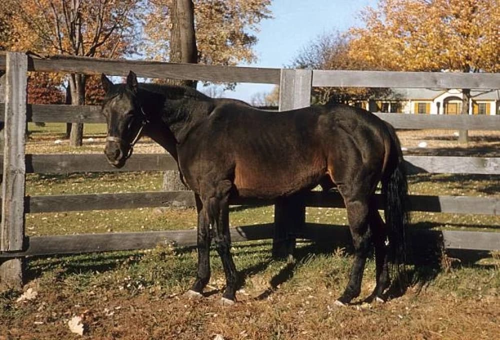 The Unmatched Legend of Man o' War