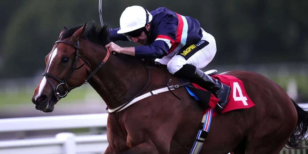 Dual Identity is going to try again for success in Cambridgeshire