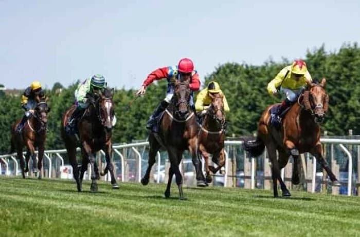 Experience the Thrill of Brighton Flat Racing