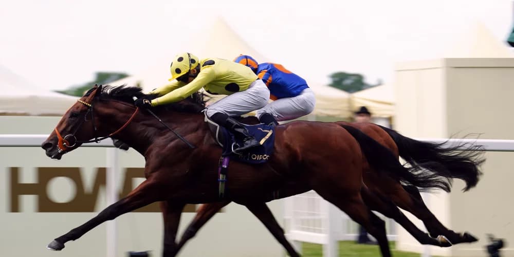 Hannon elects to draw stumps with Rosallion for this year