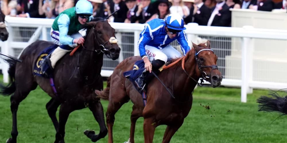 Haggas hoping Forest will blossom given further to travel