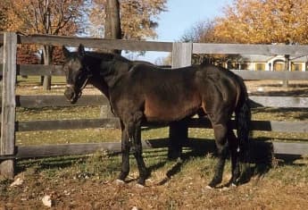 The Unmatched Legend of Man o' War