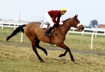 Red Rum: The Legendary Champion of Horse Racing