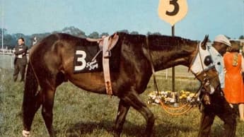 Kauai King: The Underdog Champion of Horse Racing
