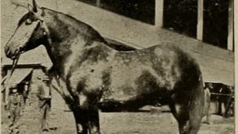 Blue Peter: The Legendary Racehorse of the 1960s