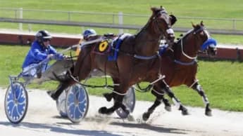 Cantfindabettorman Gears Up for Inter Dominion Challenge