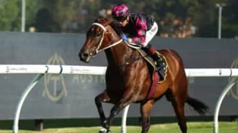 Our Kobison Set for Starlight Stakes Summer Campaign