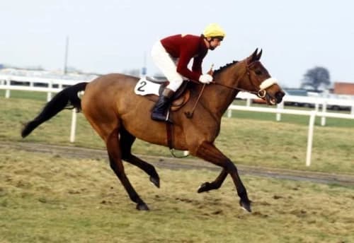 Red Rum: The Legendary Champion of Horse Racing
