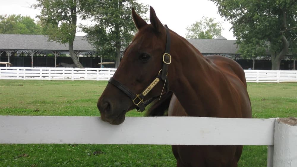 Funny Cide: The Underdog Who Redefined American Horse Racing