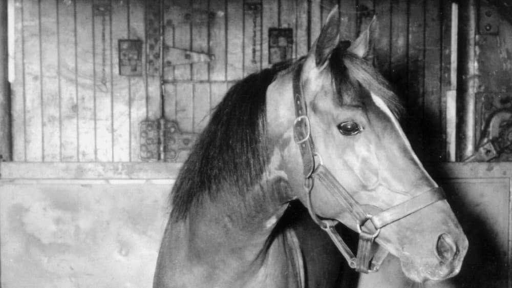 Whirlaway: The Legendary Triple Crown Champion Who Defined Horse Racing Excellence
