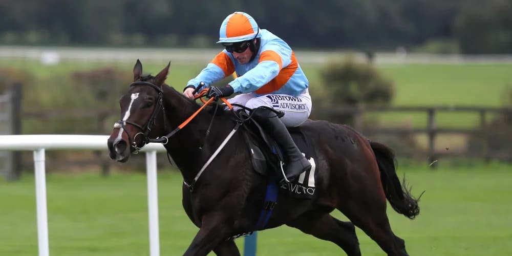 Cromwell keeping Galway options open for My Mate Mozzie