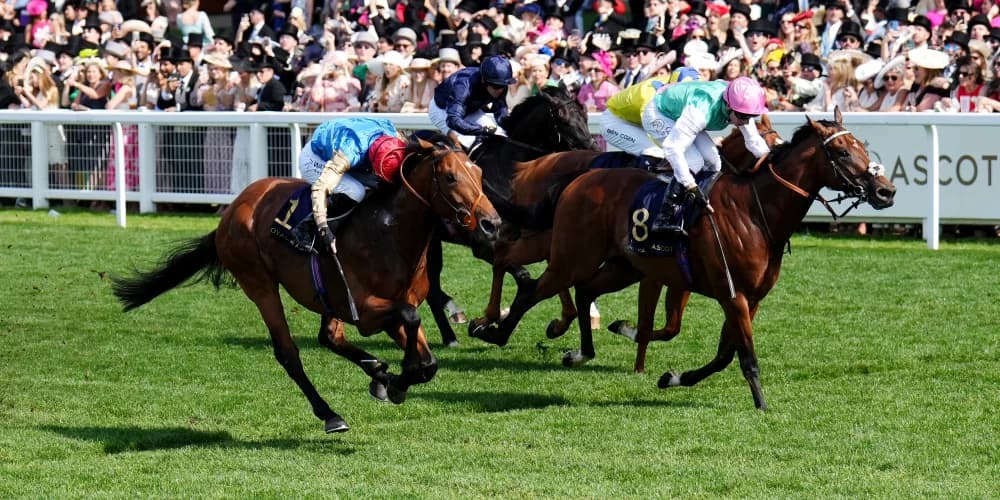 Haatem heading straight back up in trip after Jersey success