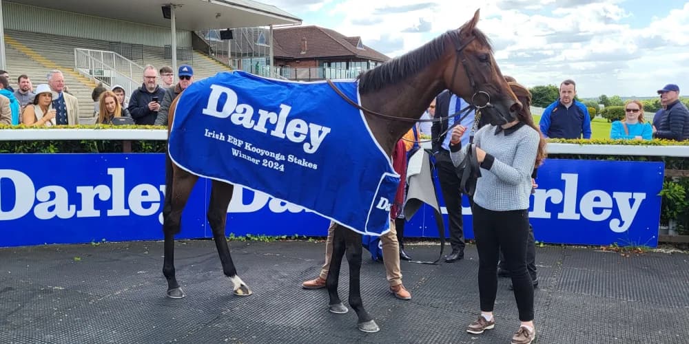 Everlasting back to winning ways in Listed company at Navan