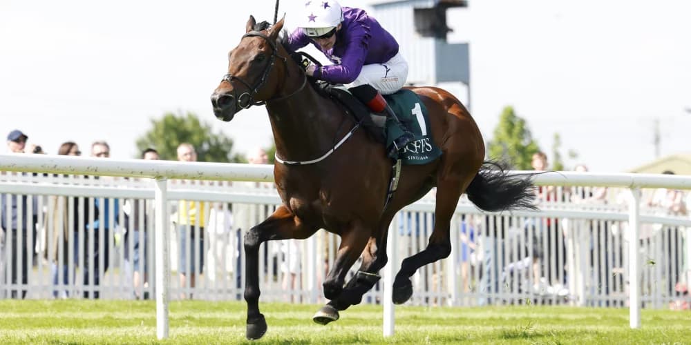 Bucanero Fuerte Eyes Ascot Revival in Champions Sprint Stakes