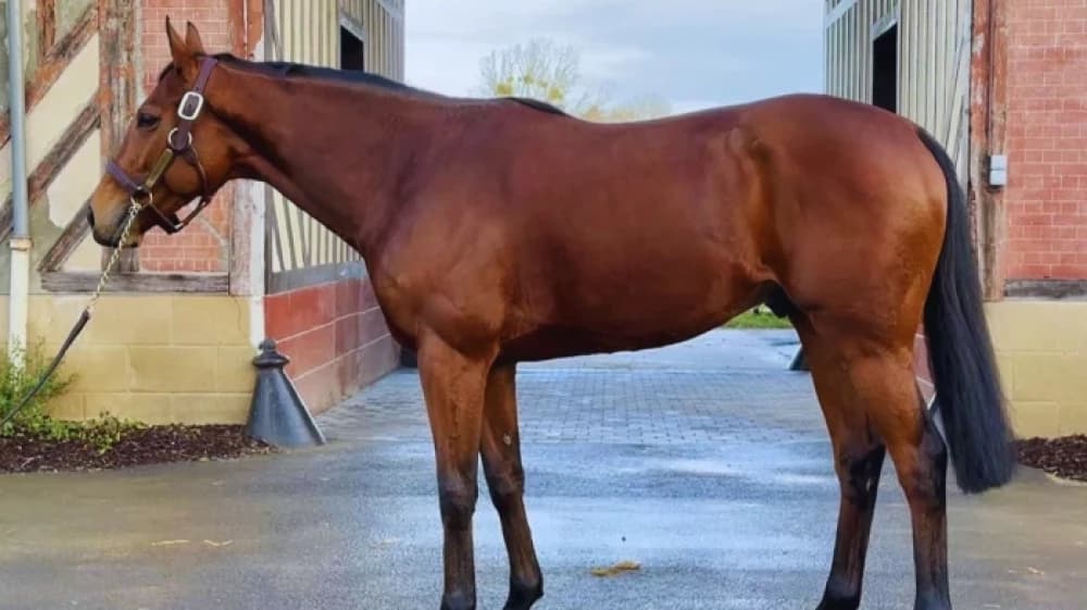 Ace Impact: The Unbeaten Phenom Who Redefined Middle-Distance Racing Ace Impact: The Unbeaten Phenom Who Redefined Middle-Distance Racing