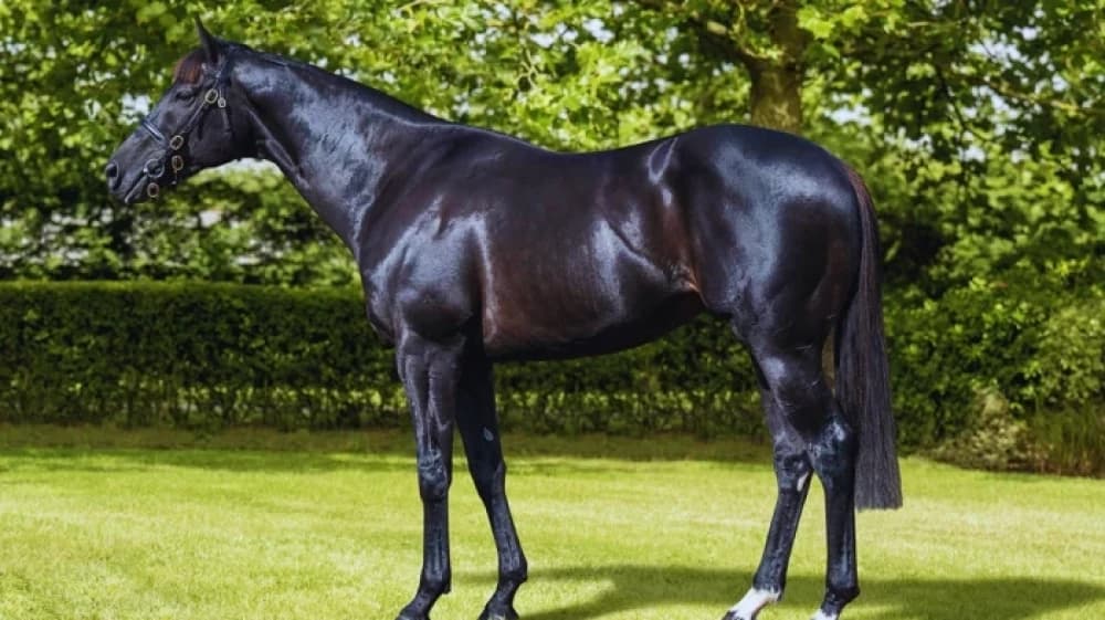 Mostahdaf: The Versatile Star of the Turf Mostahdaf: The Versatile Star of the Turf