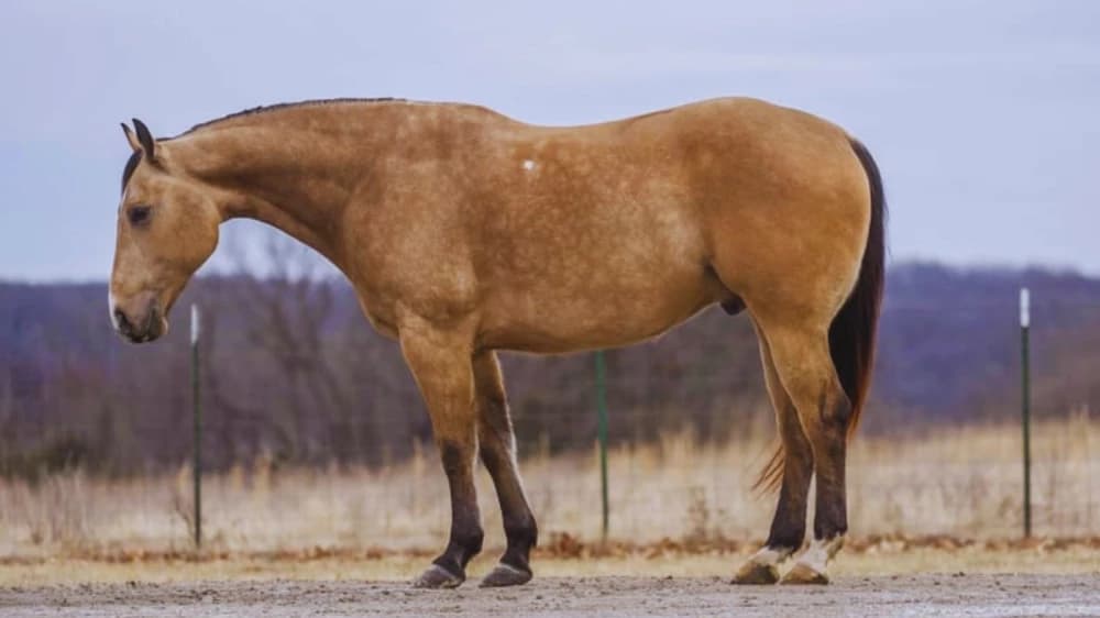 The Legend of Macon: Argentina’s Racing Champion The Legend of Macon: Argentina’s Racing Champion