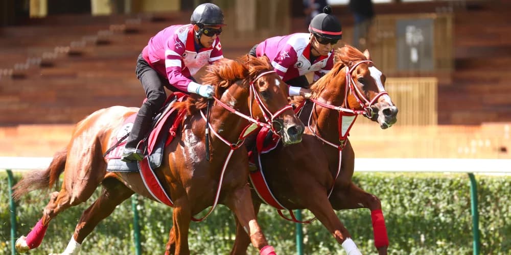 "Shin Emperor Aims for Irish Champion Stakes and Arc Glory"