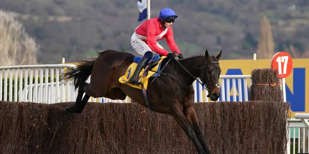 Star chaser Allaho retired Star chaser Allaho retired