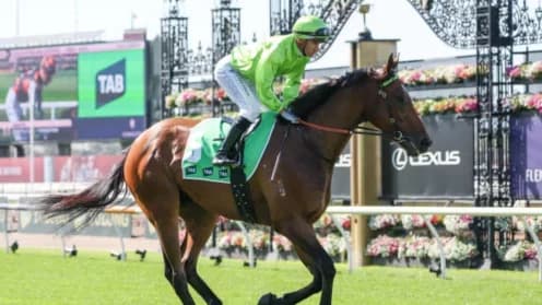 Berkeley Square Prepares for Key Test in Melbourne Cup Journey Berkeley Square Prepares for Key Test in Melbourne Cup Journey