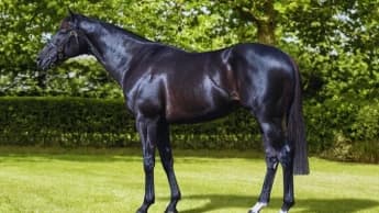 Mostahdaf: The Versatile Star of the Turf